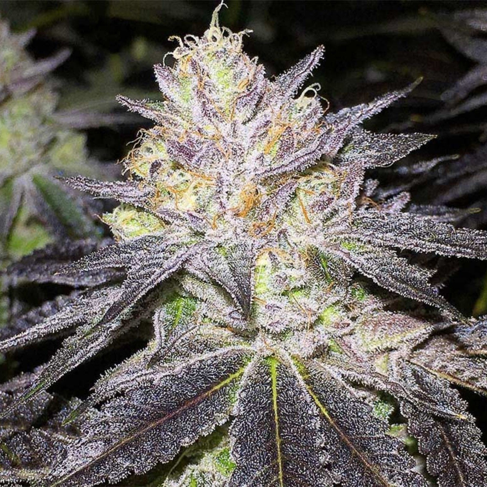 Wedding Cake Seeds Autoflower - Fly High Seeds