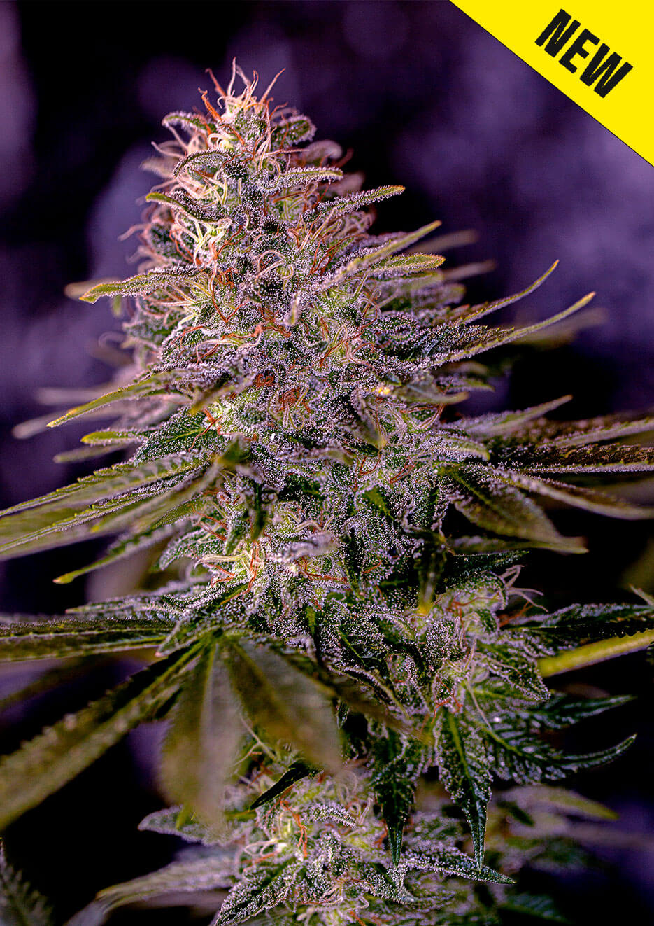 Purple Haze Seeds Feminized - Fly High Seeds