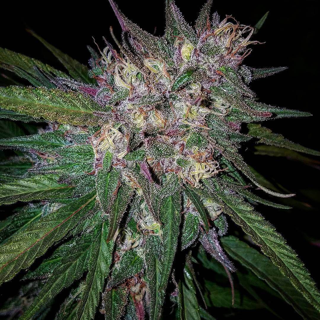 Granddaddy Purple Seeds Feminized - Fly High Seeds