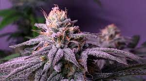 Purple Urkle Seeds Feminized - Fly High Seeds
