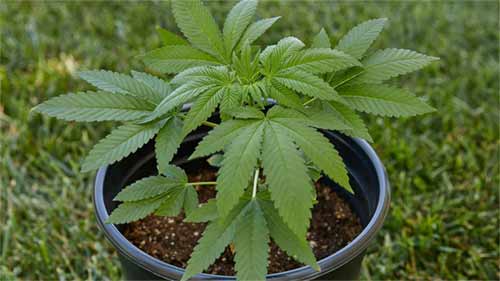MAC 1 Seeds Feminized - Fly High Seeds