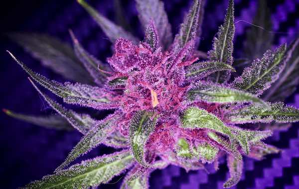 Exotic cannabis purple nug