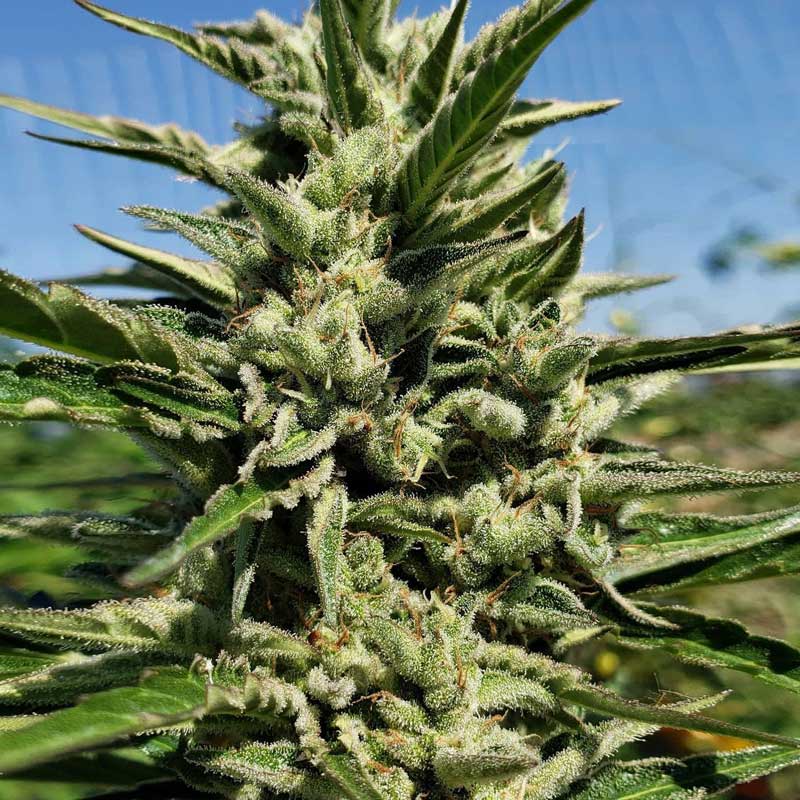 gorilla glue outdoors autoflower seeds flower