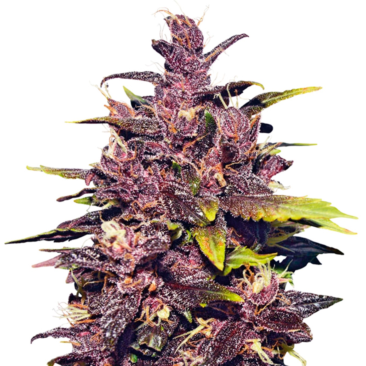 Granddaddy Purple Seeds Feminized strain displaying deep purple buds with orange hairs and a heavy coating of crystal trichomes, known for its relaxing effects and grape-like aroma.