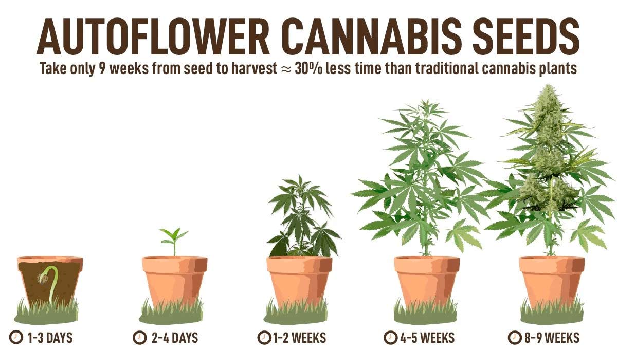 Growing the Best Autoflower Seeds