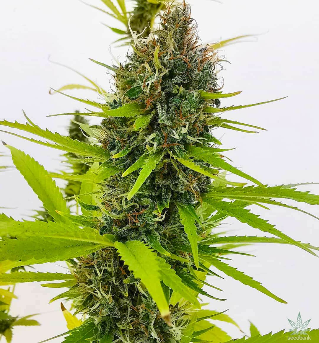 Northern Lights Seeds Autoflower - Fly High Seeds