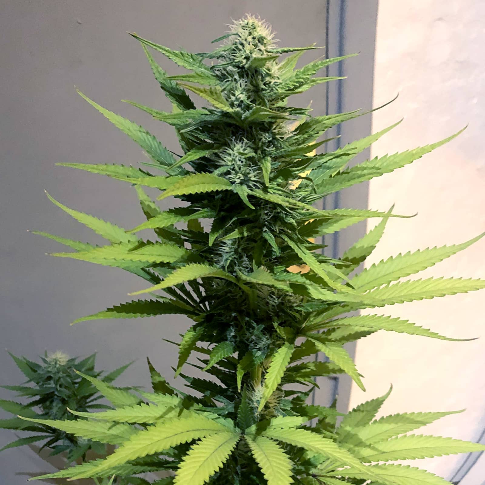 Jack Herer Seeds Feminized - Fly High Seeds