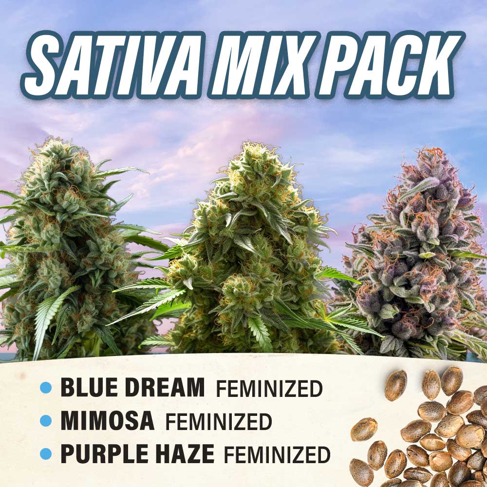 Sativa Mix Pack - Feminized - Fly High Seeds