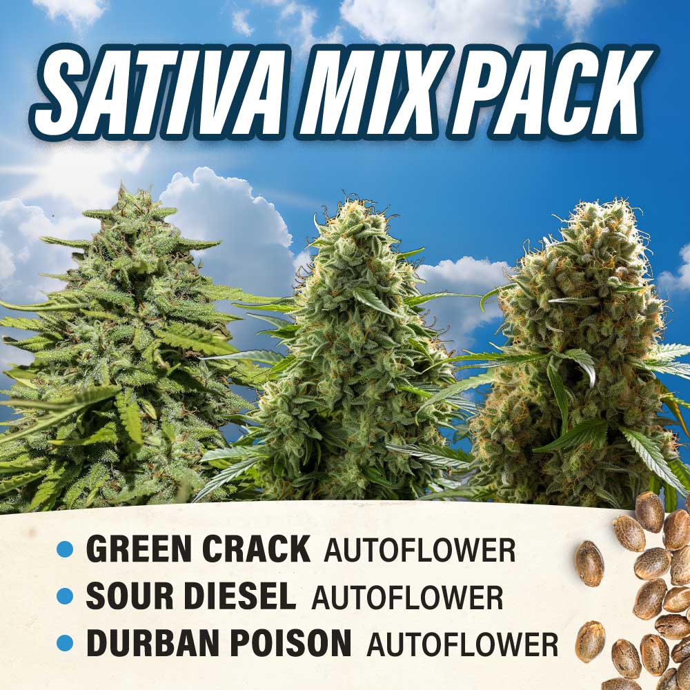 Sativa Mix Pack - Autoflower - Fly High Seeds