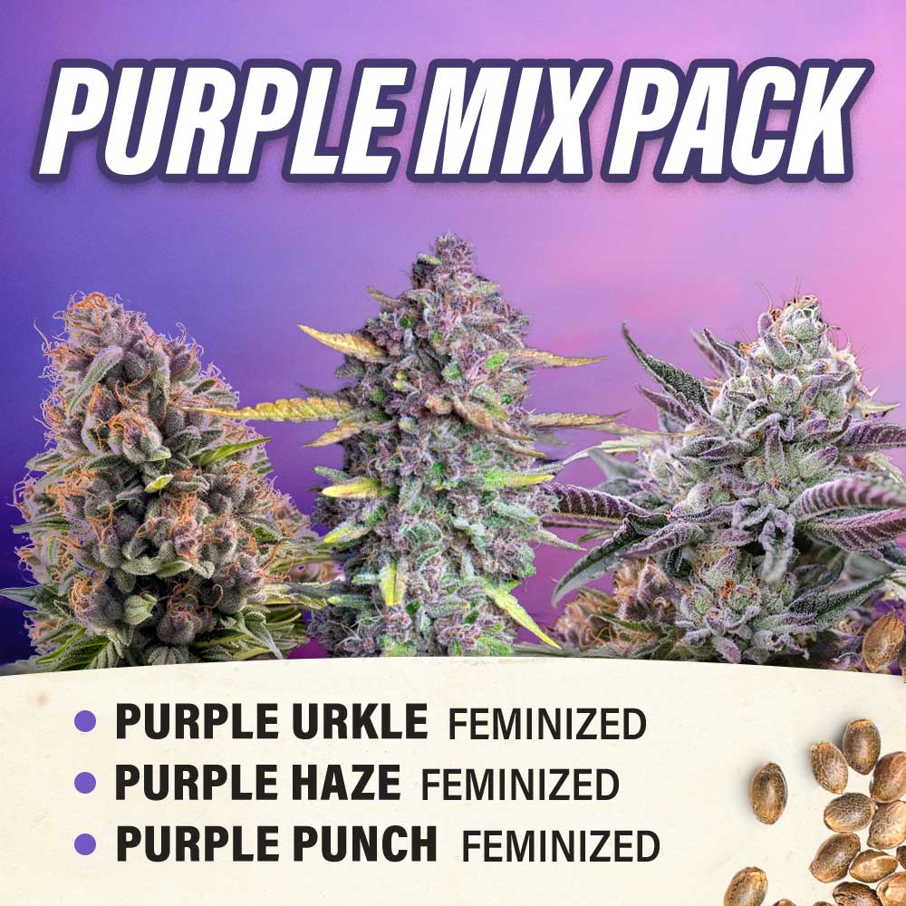 Purple Mix Pack - Feminized - Fly High Seeds