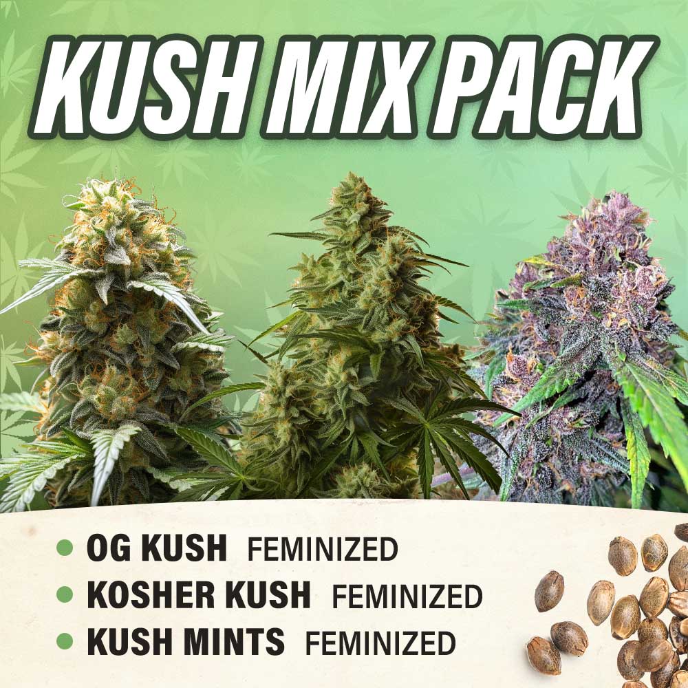 Kush Mix Pack - Feminized - Fly High Seeds