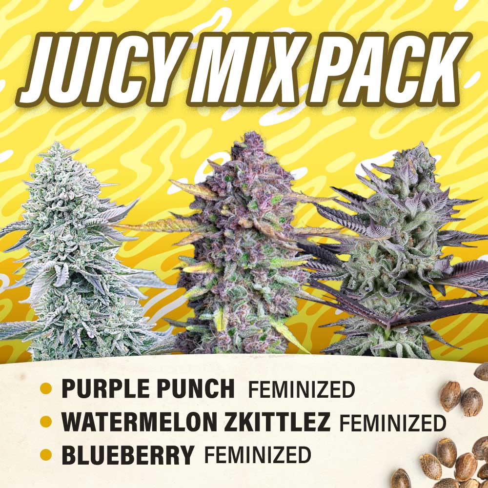 Juicy Mix Pack - Feminized - Fly High Seeds