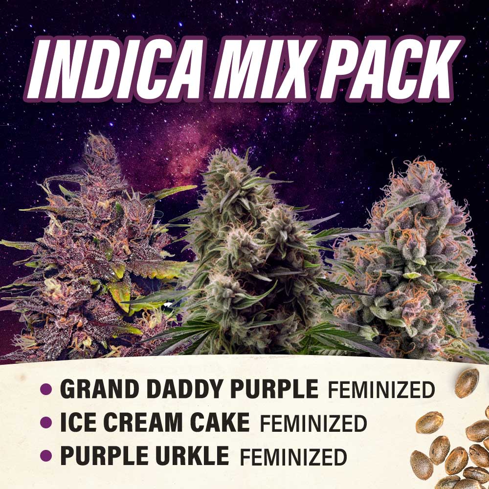 Indica Mix Pack - Feminized - Fly High Seeds