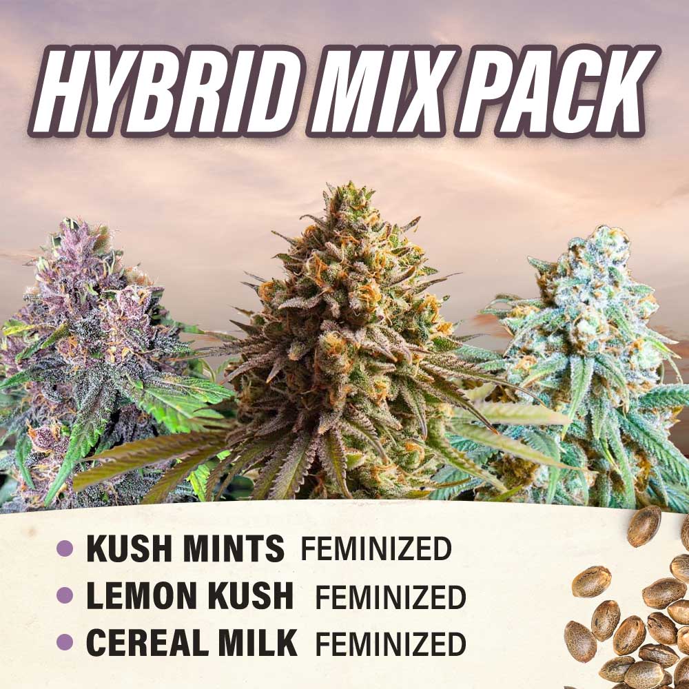 Hybrid Mix Pack - Feminized - Fly High Seeds