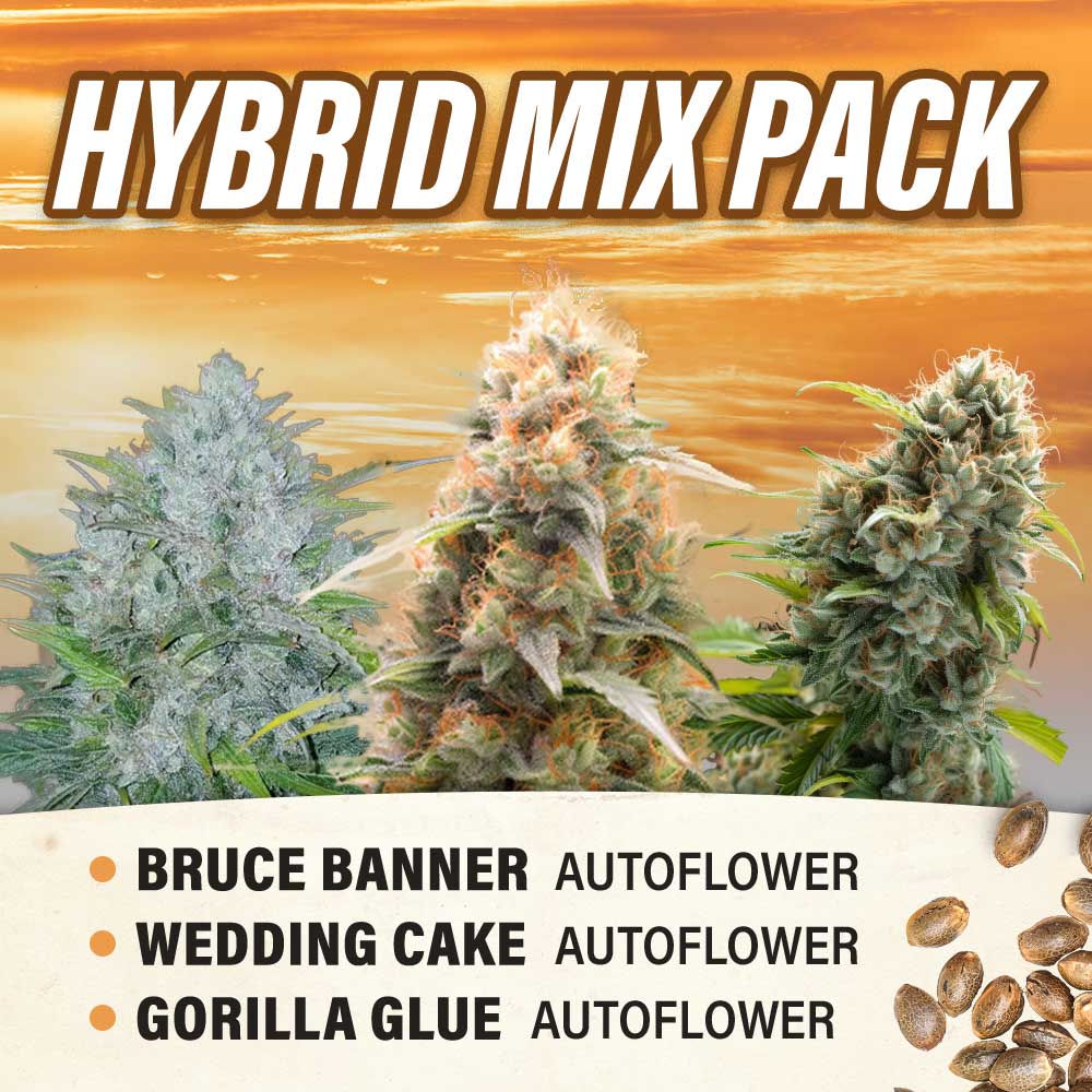 Hybrid Mix Pack - Autoflower - Fly High Seeds