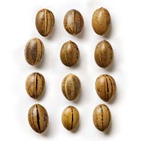 Blueberry Seeds Feminized - Fly High Seeds