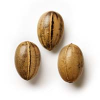 Mimosa Seeds Feminized - Fly High Seeds