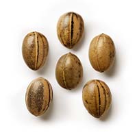 Mimosa Seeds Feminized - Fly High Seeds