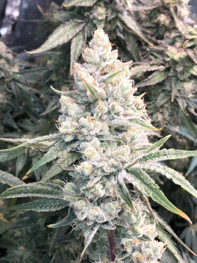 Super Silver Haze Seeds Feminized - Fly High Seeds