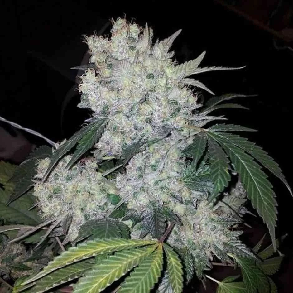 White Widow Seeds Feminized - Fly High Seeds