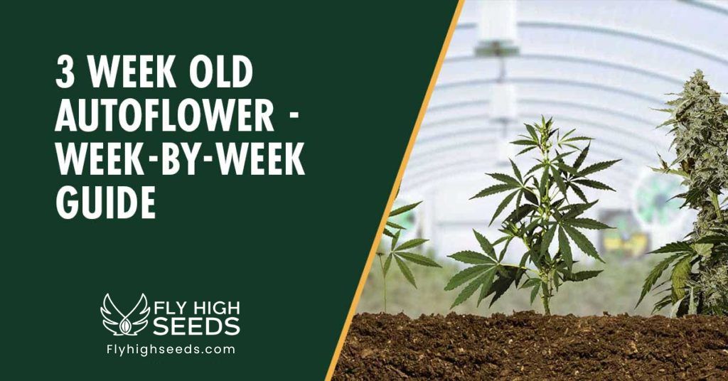 3 Week Old Autoflower - Week-by-Week Guide