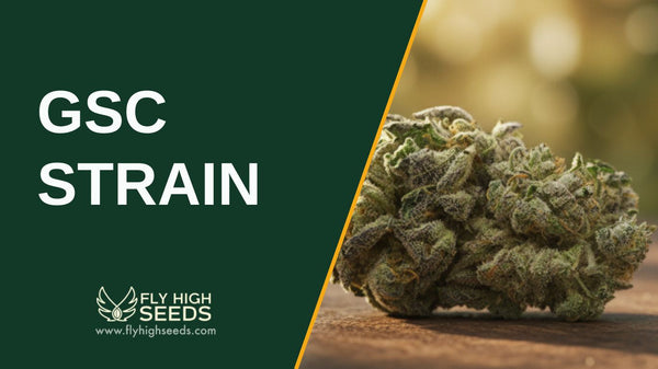 GSC Strain: 5 Characteristics of Everyone’s Favorite Treat