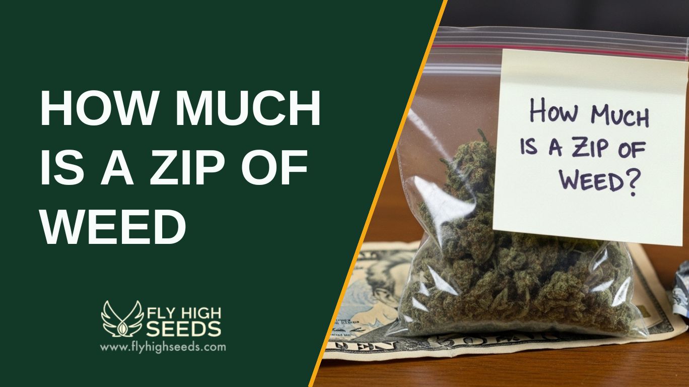 HOW MUCH IS A ZIP OF WEED featured image