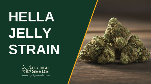 What is the Hella Jelly Strain? Here are Its 4 Unique Traits