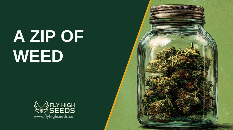 a zip of weed featured image