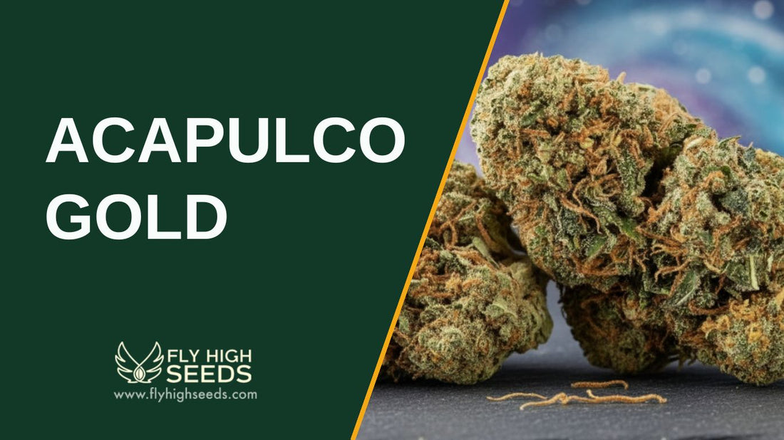 acapulco gold featured image