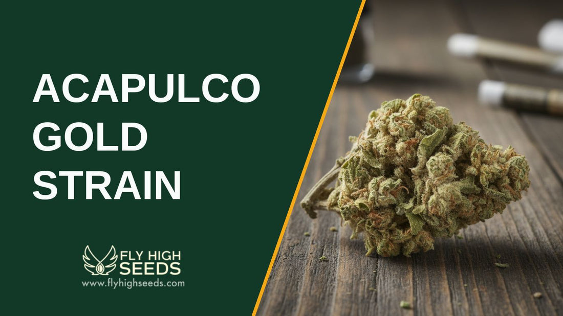 acapulco gold strain featured image