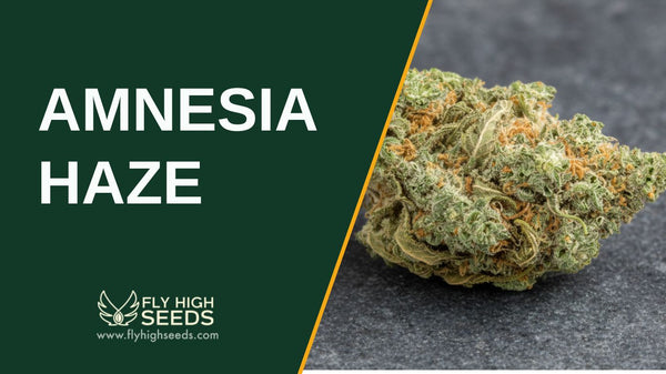 4 Benefits of the Amnesia Haze Strain: Mind Blowing Effects