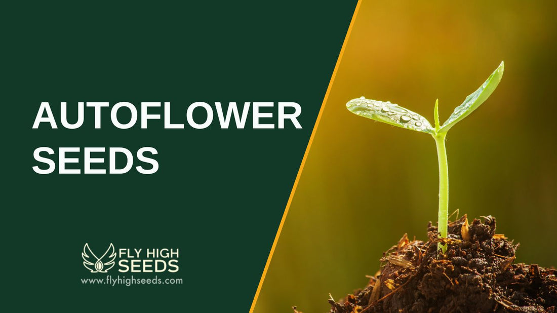 autoflower seeds featured image