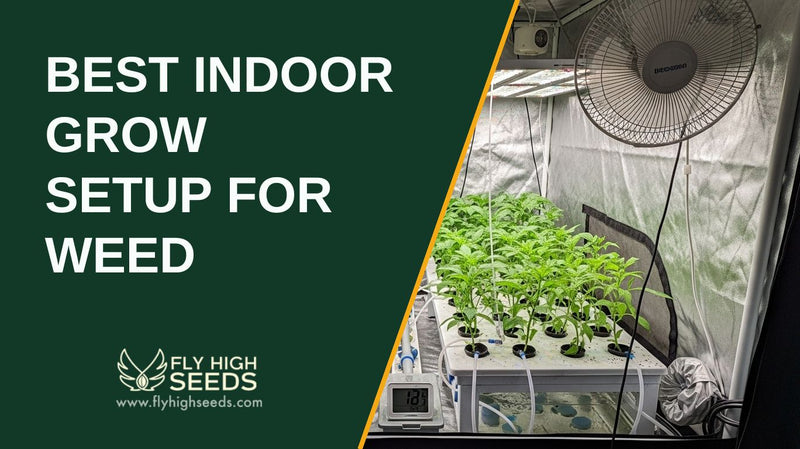 best indoor grow setup for weed featured image