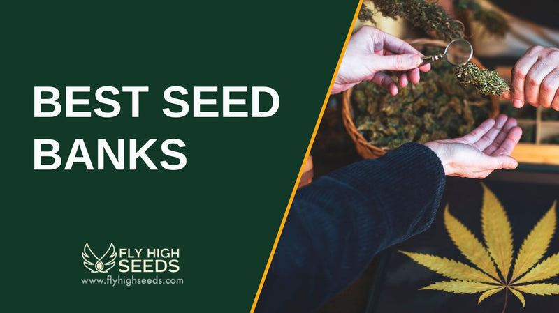 best seed banks featured image
