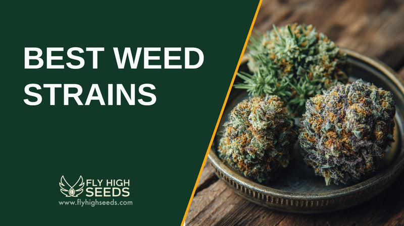 best weed strains featured image