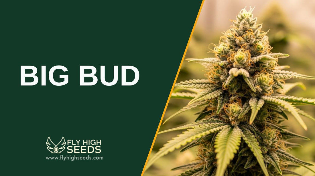 big bud featured image