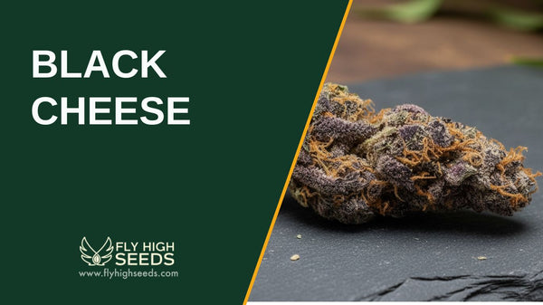 Black Cheese: Strain Overview, Effects, and Cultivation Tips