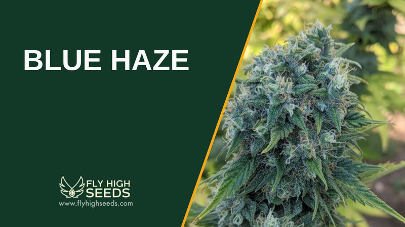 blue haze featured image