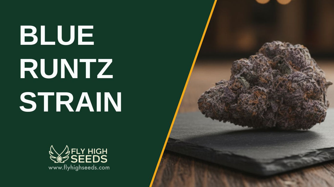 blue runtz strain featured image