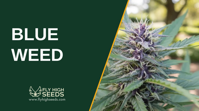 blue weed featured image