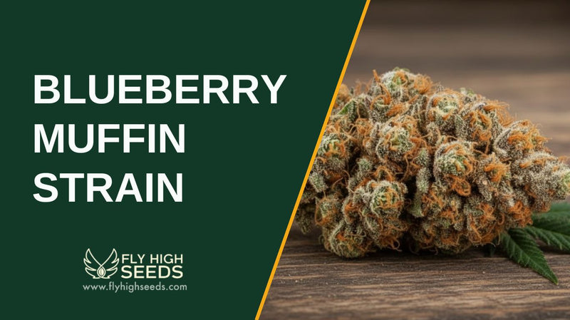 blueberry muffin strain featured image