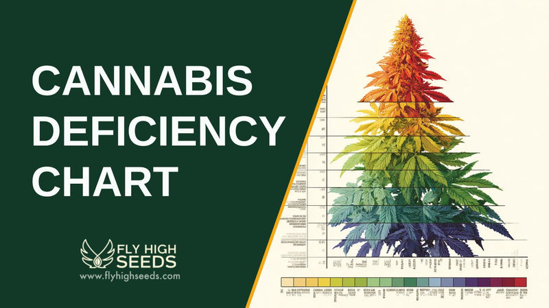 cannabis deficiency chart featured image