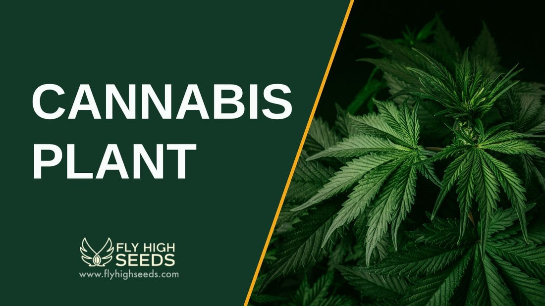 cannabis plant featured image