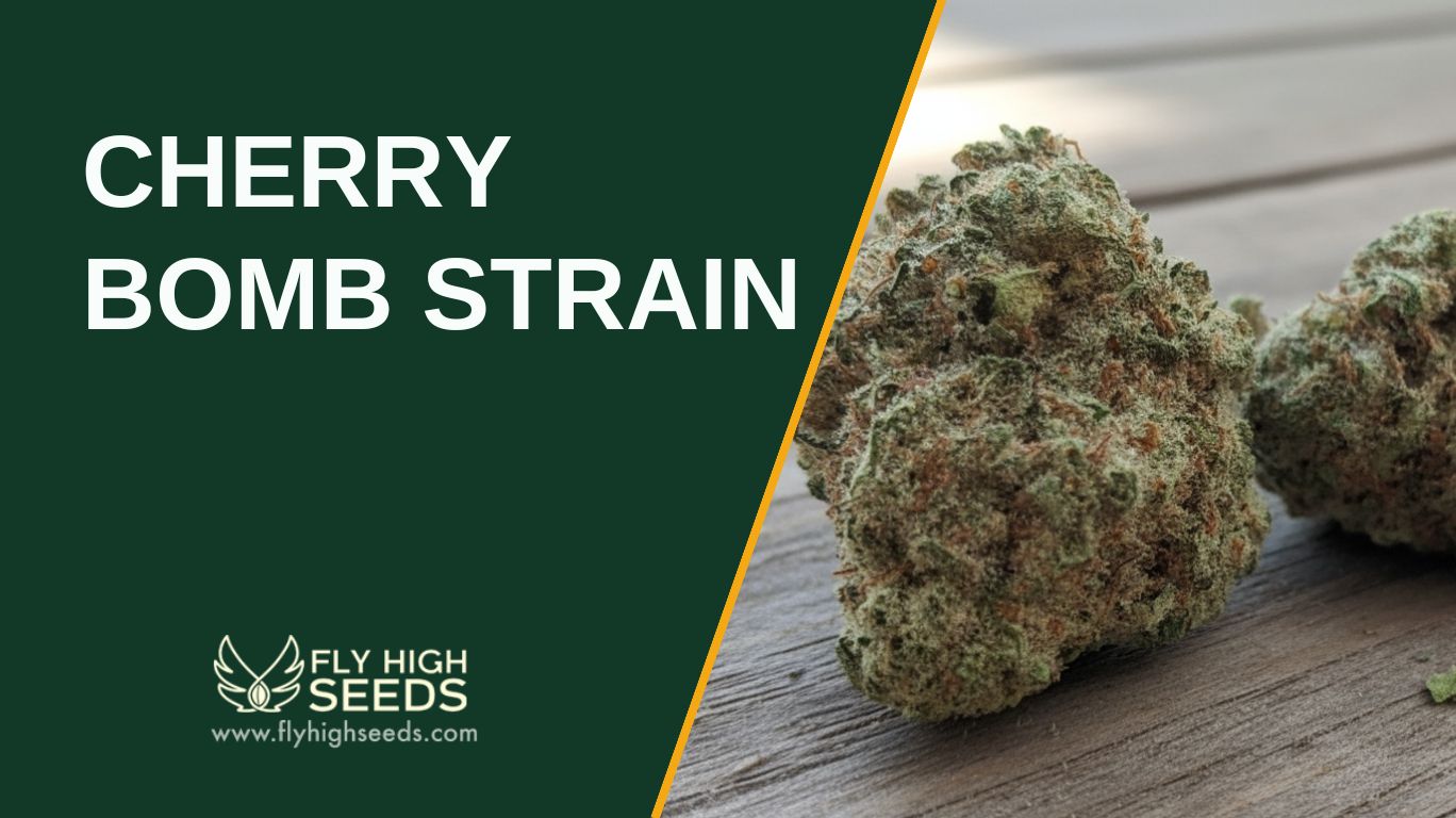 cherry bomb strain featured image