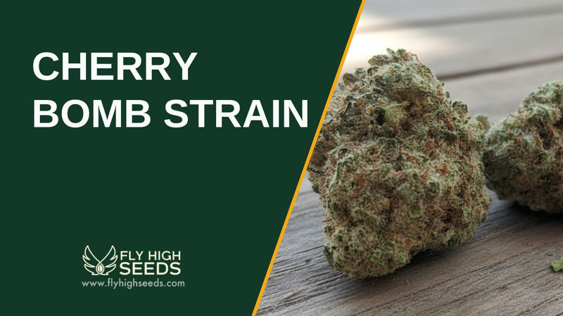 cherry bomb strain featured image