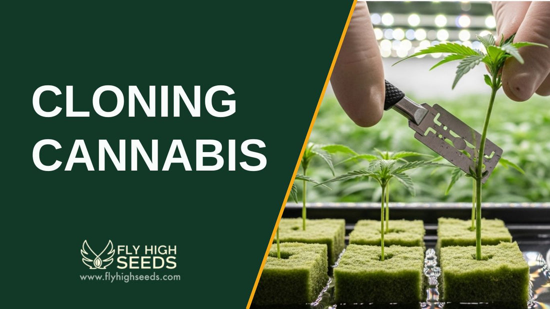 cloning cannabis featured image