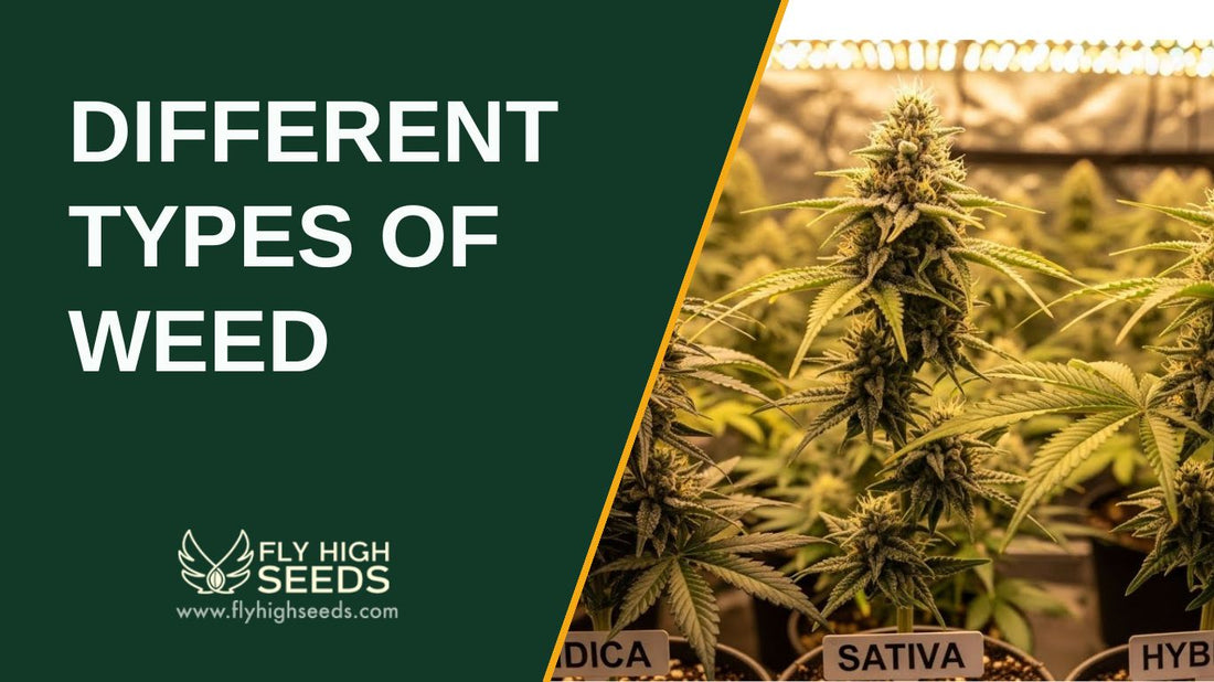 different types of weed featured image