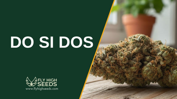 Do Si Dos Marijuana Strain: 5 Things to Know Before Buying