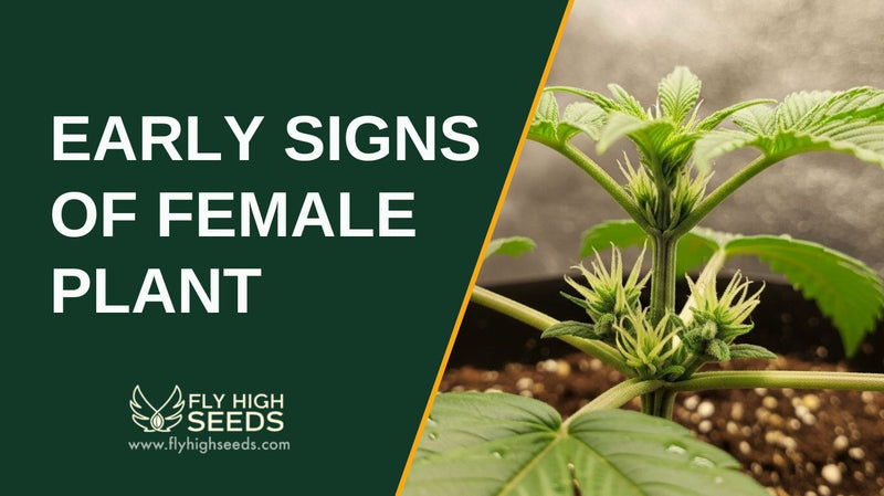early signs of female plant featured image